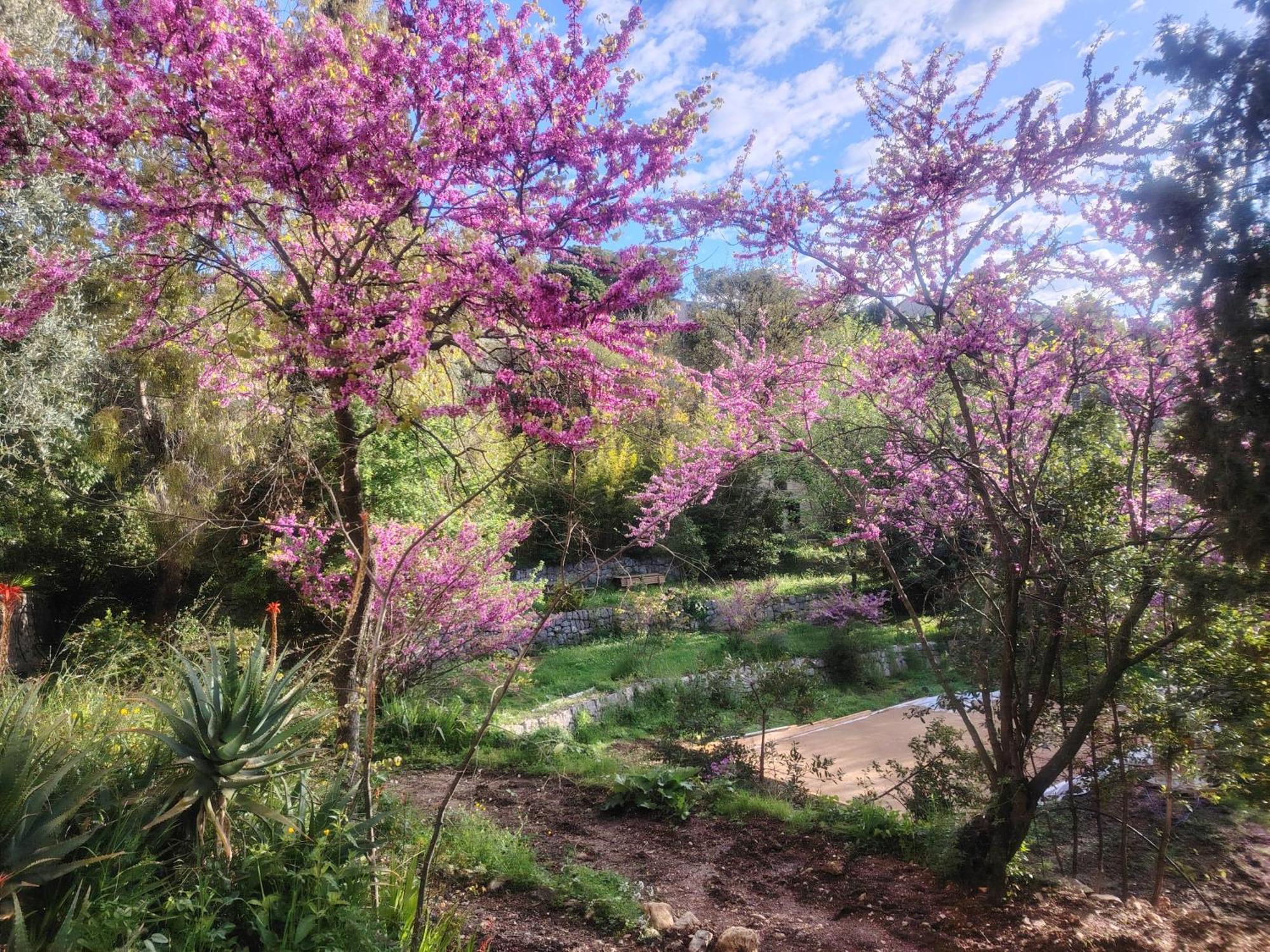 Domaine Des Petites Soeurs A 800M Du Centre Historique Avec 5200M2 De Parc Arbore Vence Luaran gambar